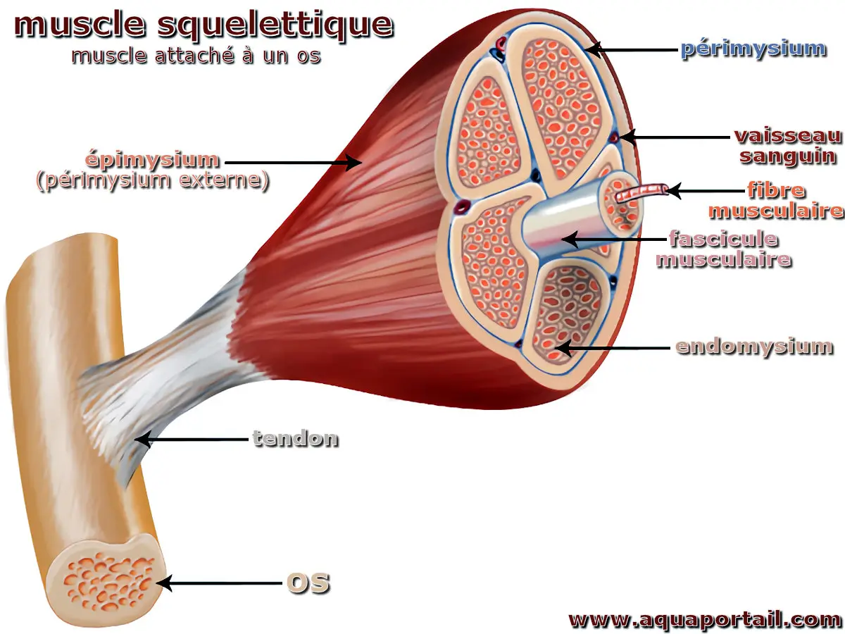 muscle squelettique