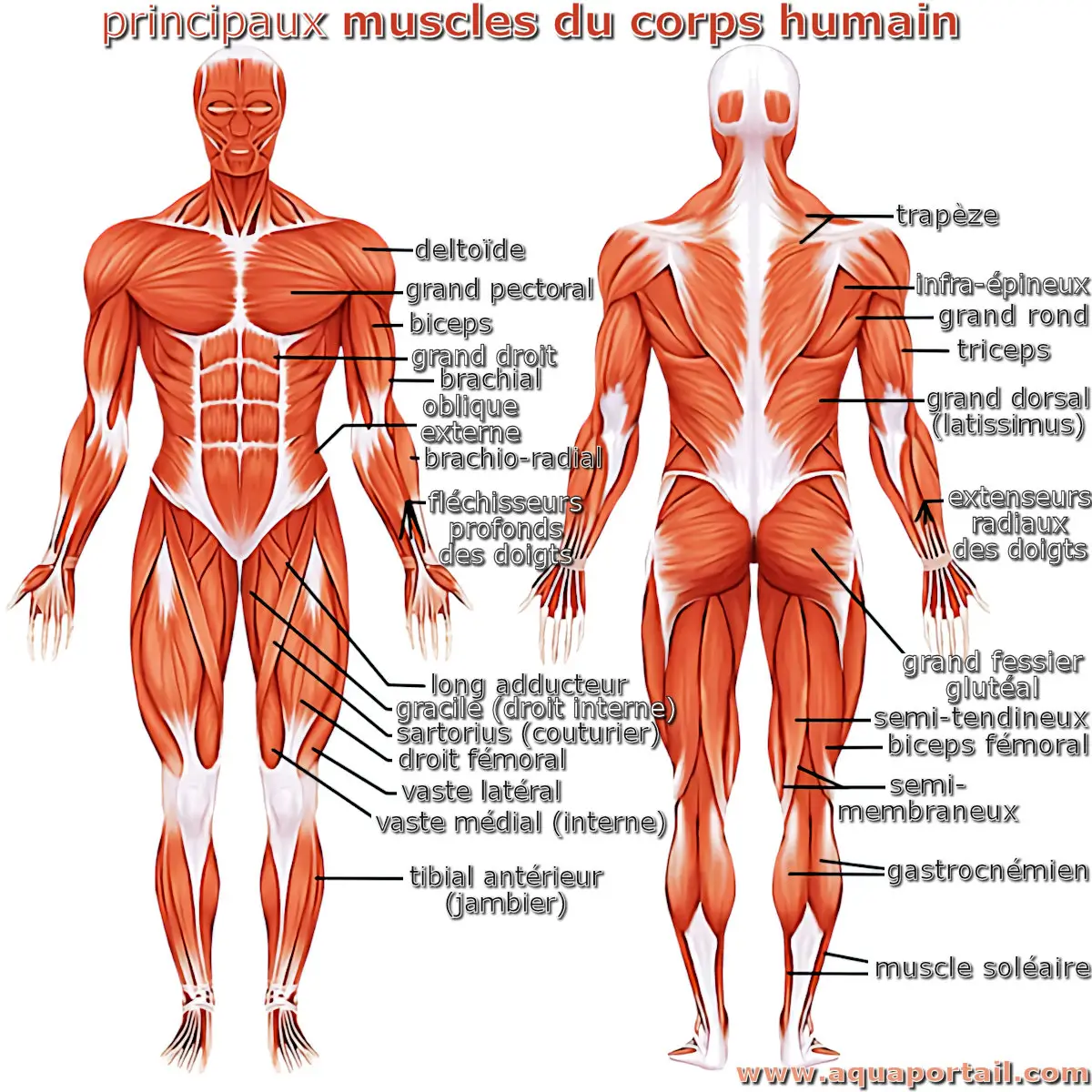 Muscles humains (anatomie)