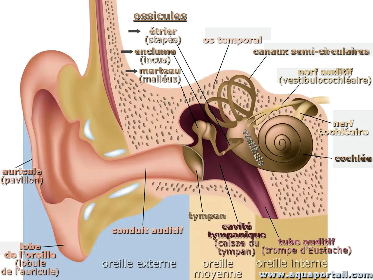Anatomie de l'oreille (schéma détaillé)