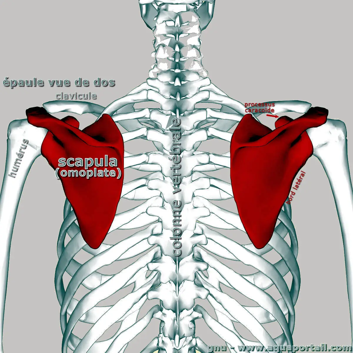 scapula