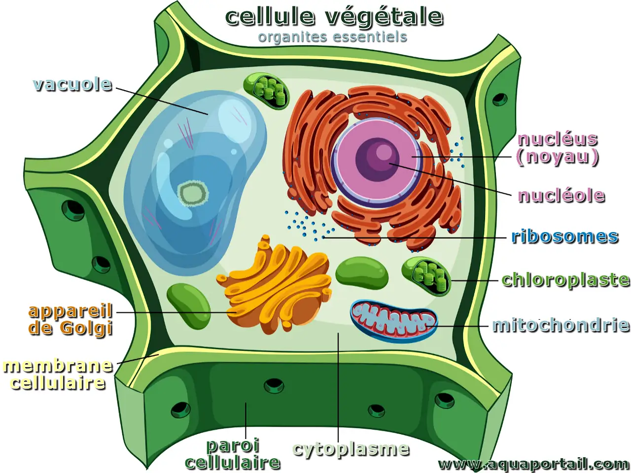 Anatomie simple d'une cellule végétale