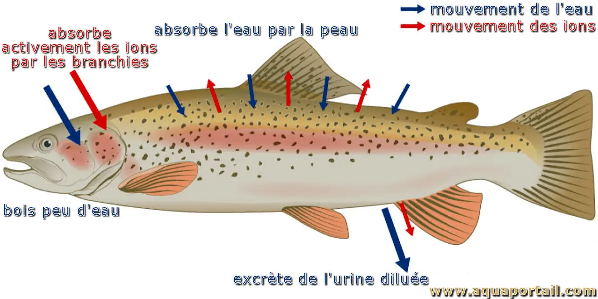Osmoconformité (chez un poisson)