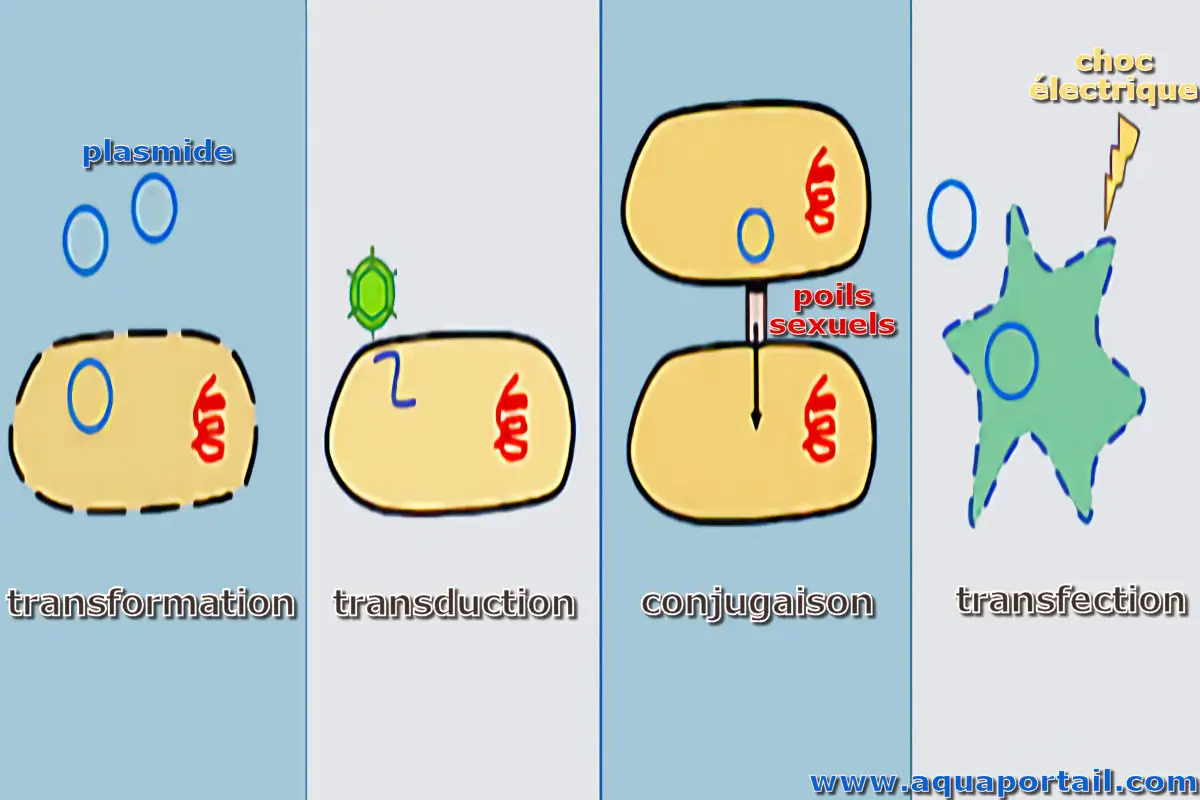 transduction