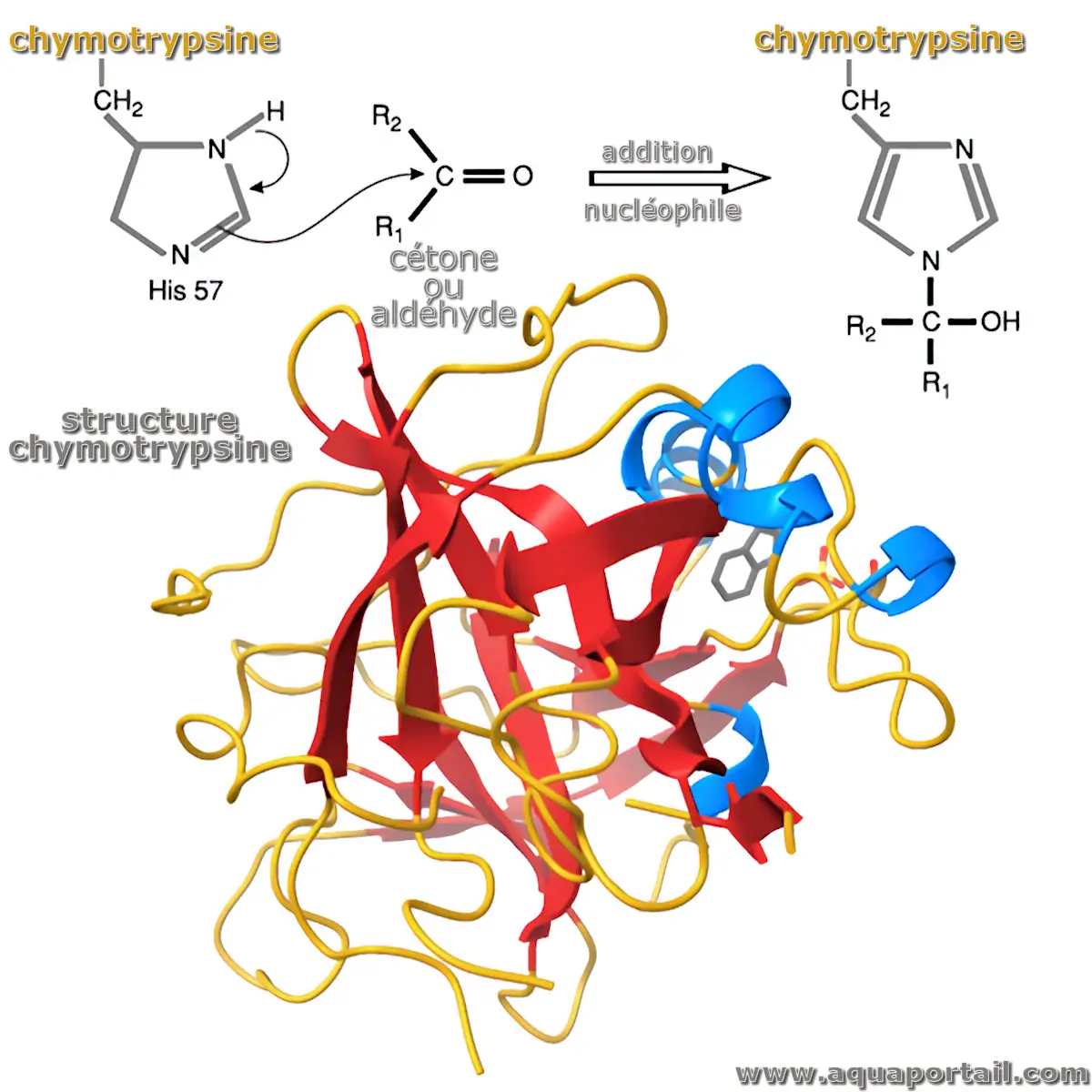 chymotrypsine