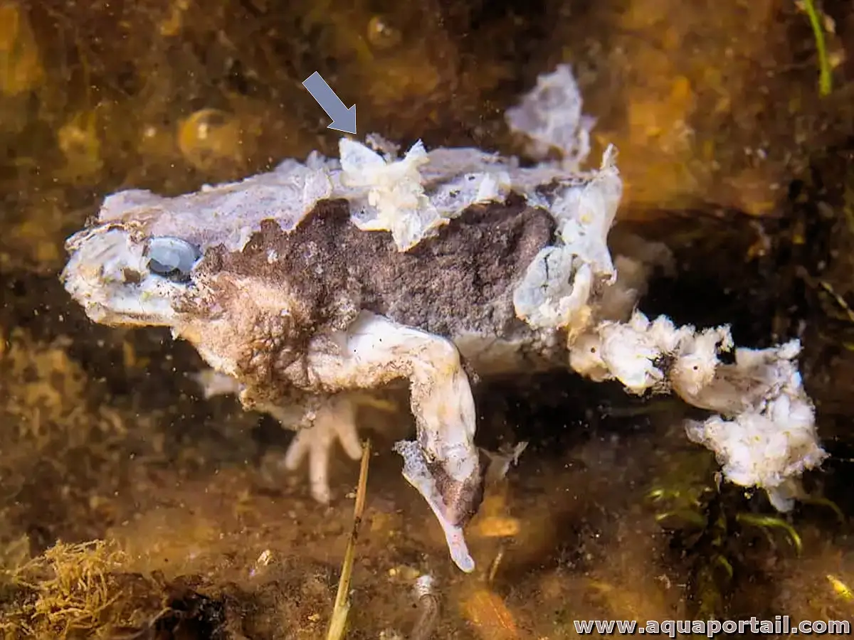 chytridiomycose
