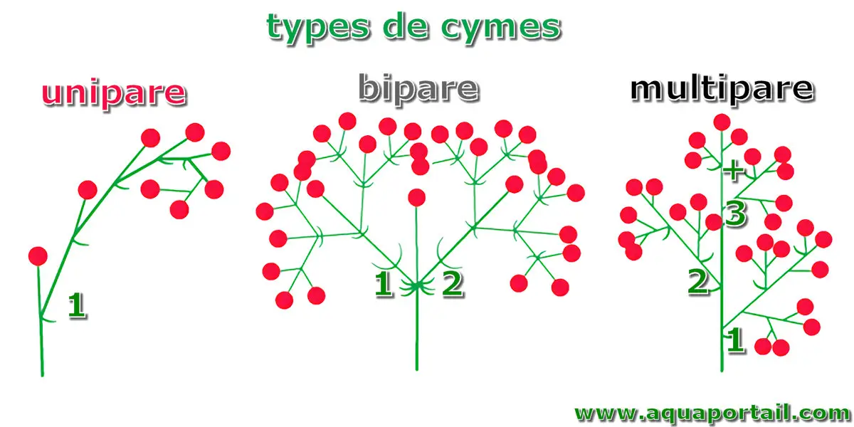 unipare