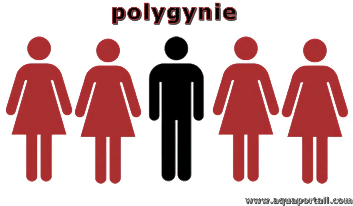 Polygynie