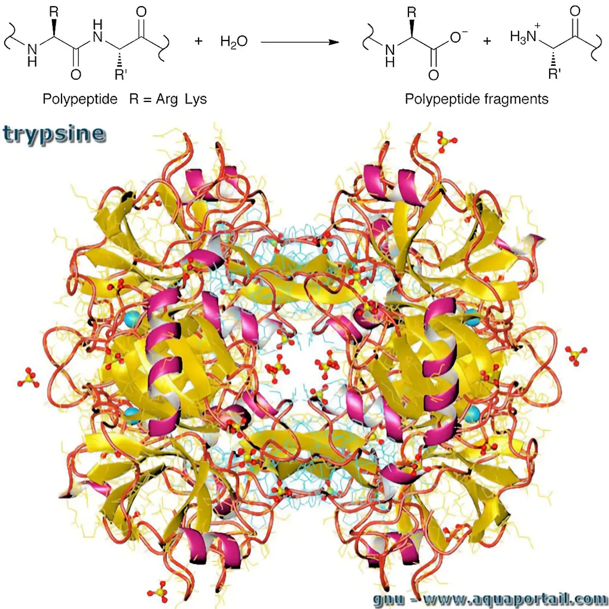 Trypsine (structure)