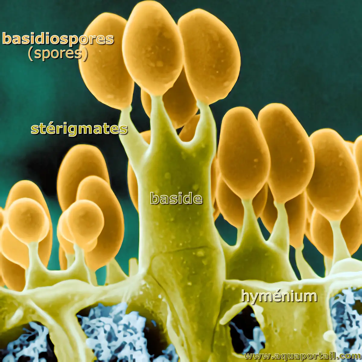 Basidium avec stérigmates et basidiospores