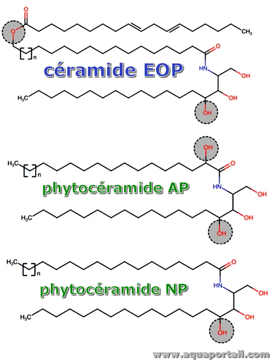 céramide