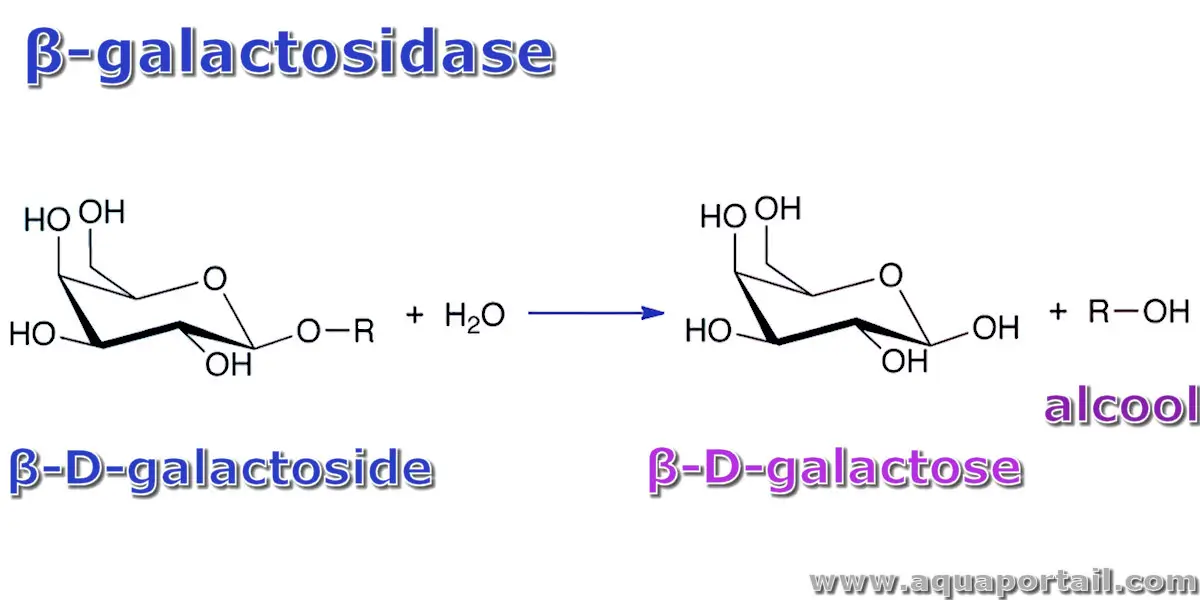 galactosidase
