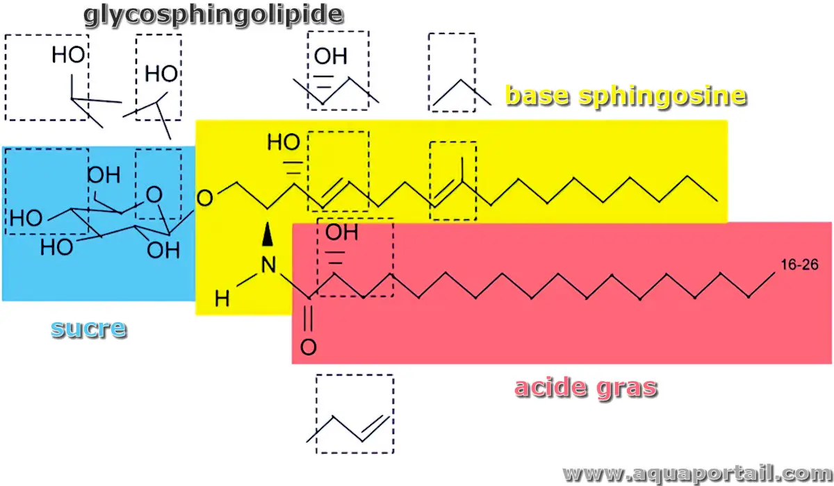 glycosphingolipide
