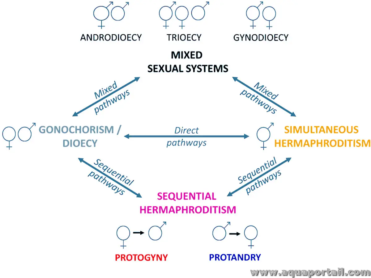 hermaphrodisme synchrone