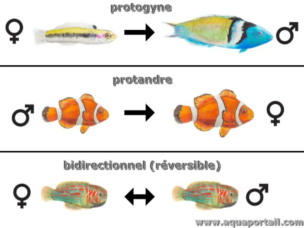 hermaphrodisme protandre