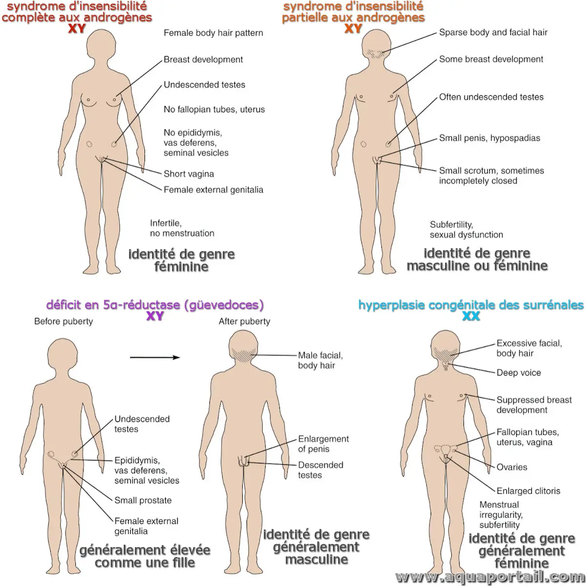 mot en H : hermaphrodite mâle