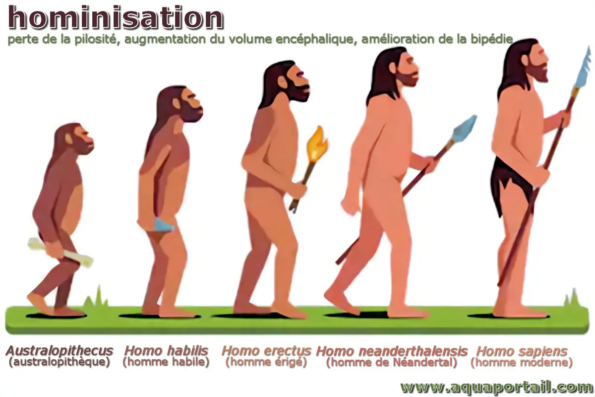 hominisation