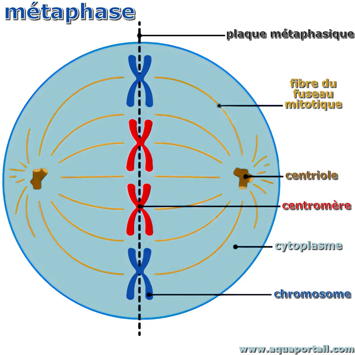 Photo de métaphase et ses synonymes. Métaphase de division cellulaire