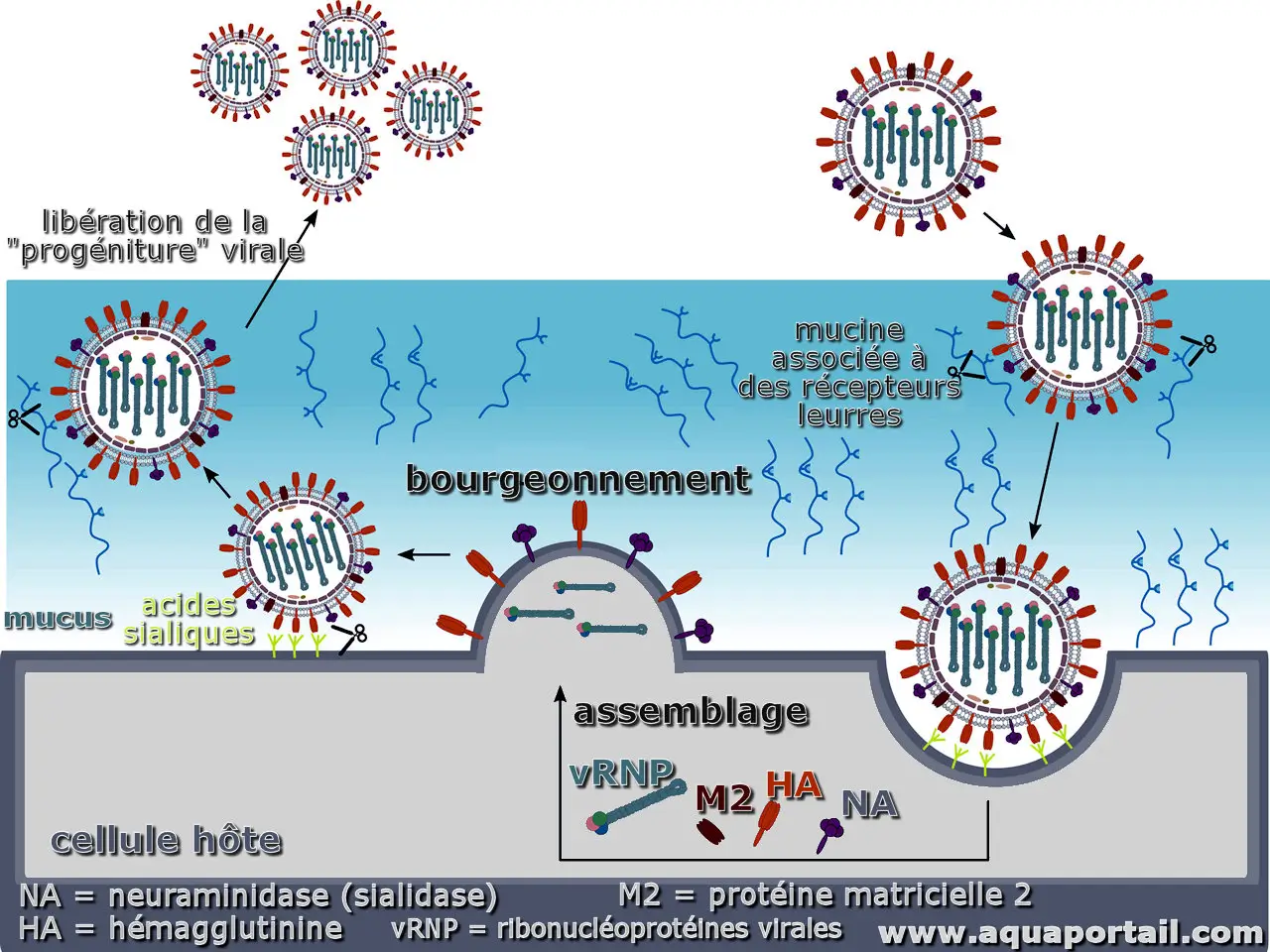 Photo de neuraminidase et ses synonymes. Neuraminidase = sialidase