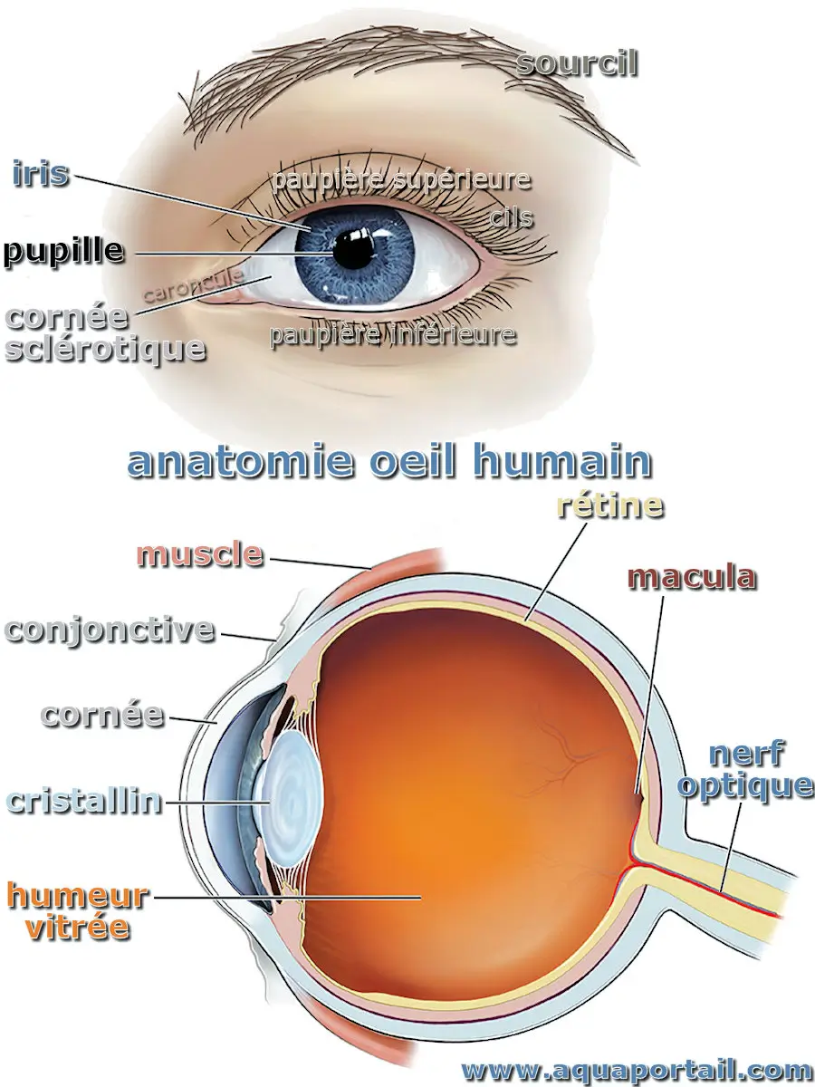 Anatomie de l'oeil humain