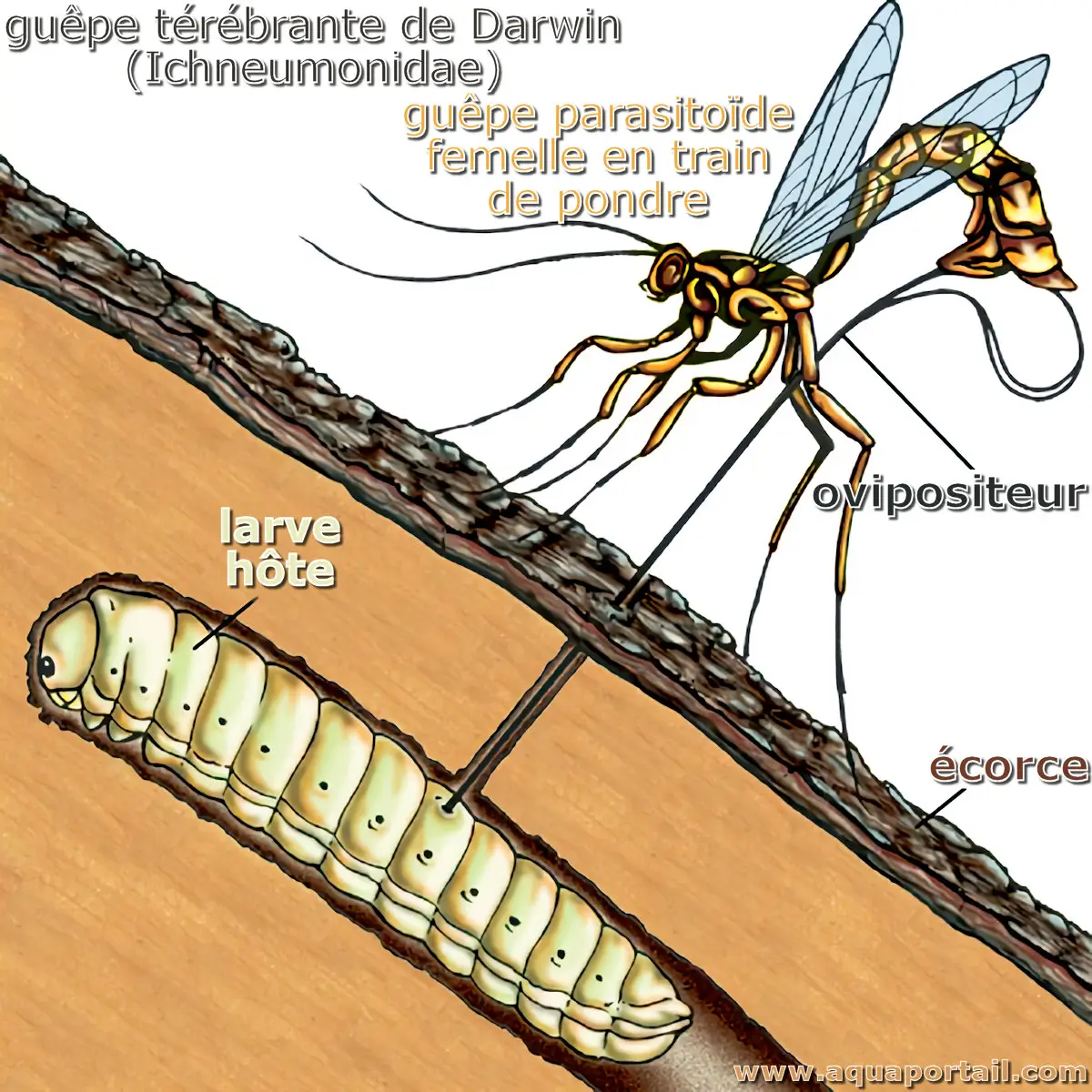 parasitoïde