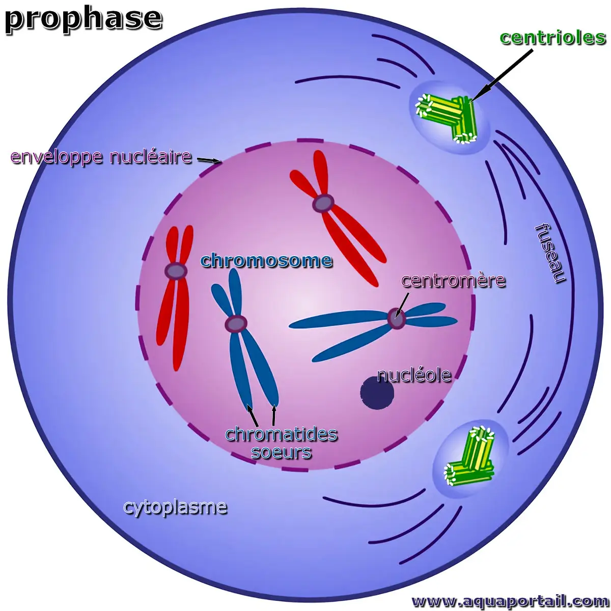 Photo de prophase et ses synonymes. Prophase cellulaire