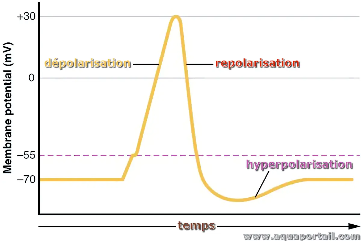 repolarisation