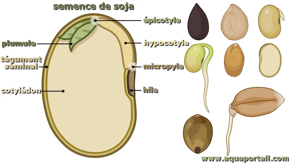 Semence de soja (dessin structure et types)