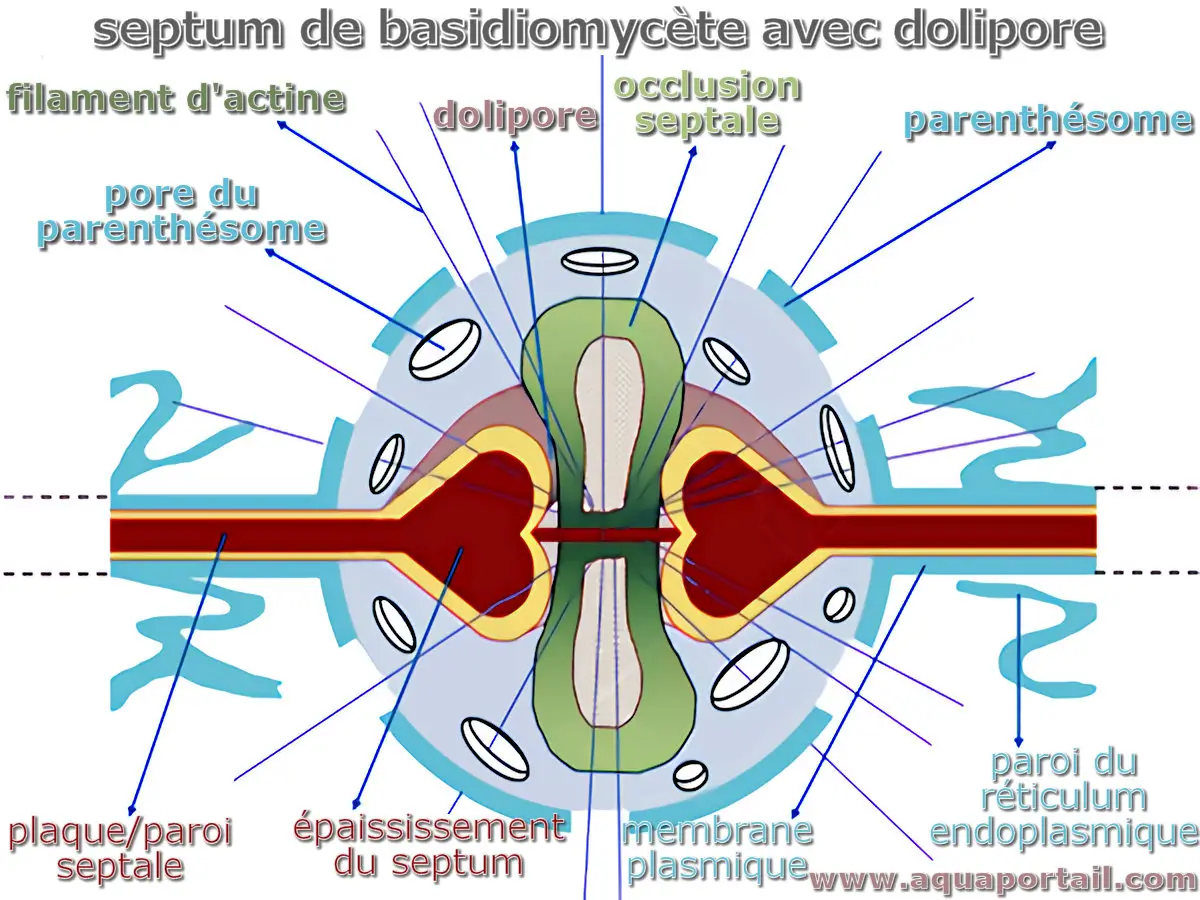dolipore