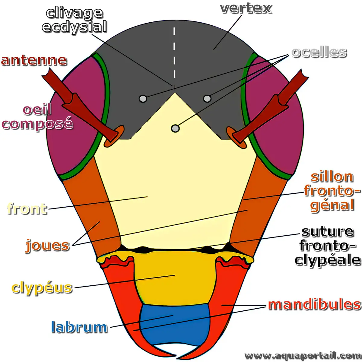 Anatomie de la tête d'un insecte