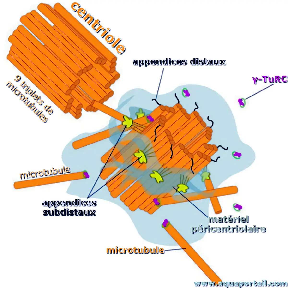 Anatomie d'un centriole