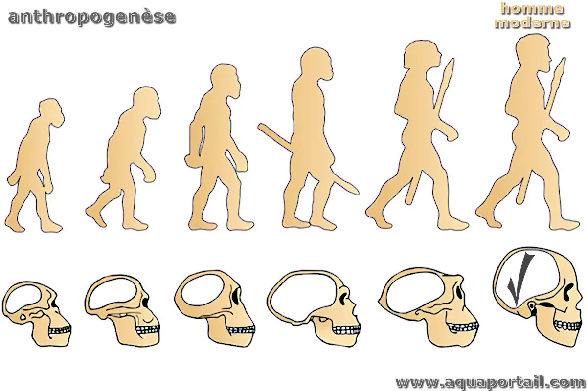 Anthropogenèse