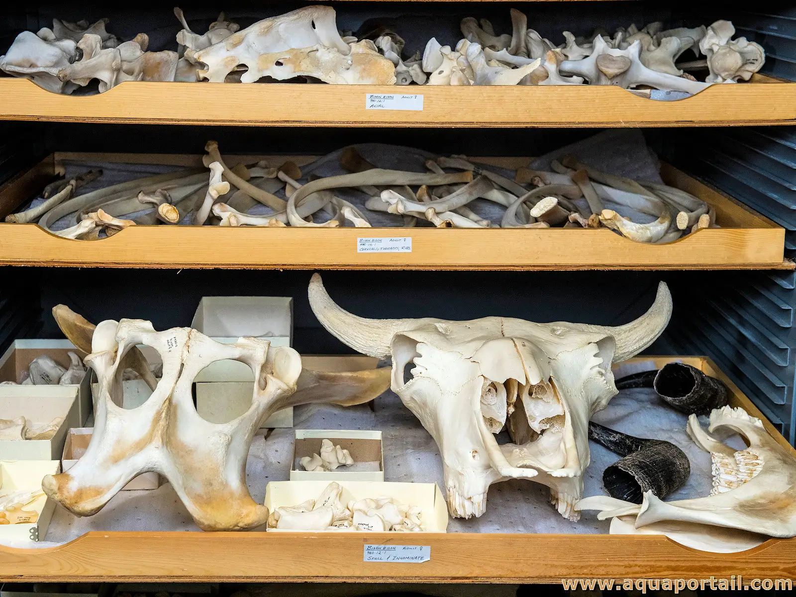 archéozoologie