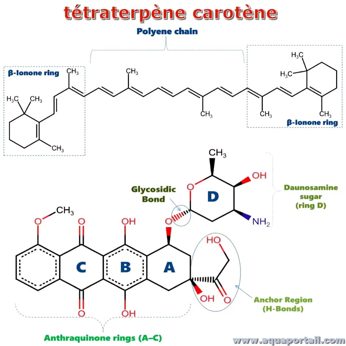 Tétraterpène