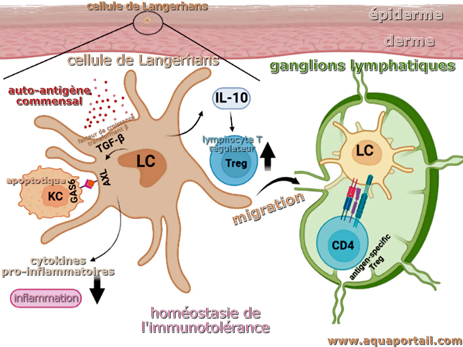 Cellule de Langerhans et homéostasie immunitaire cutanée
