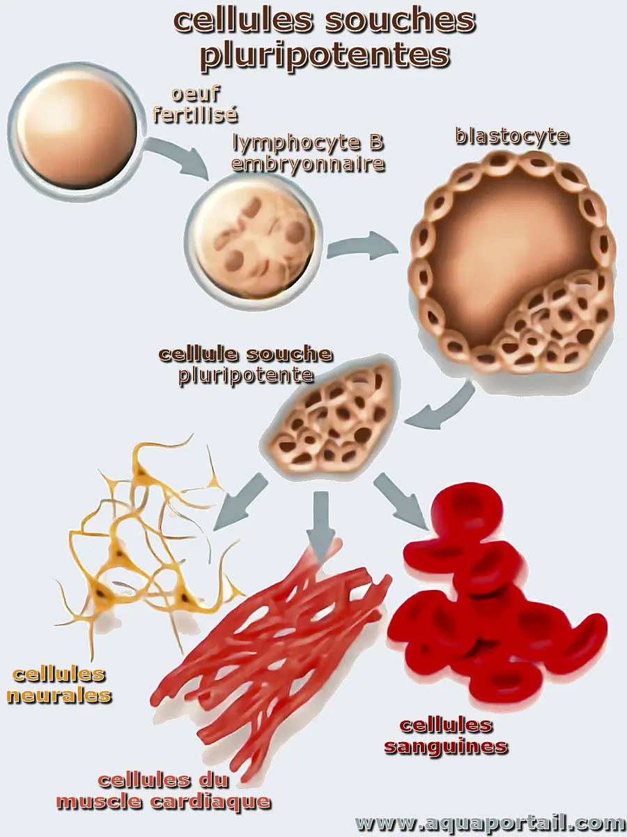 cellule souche