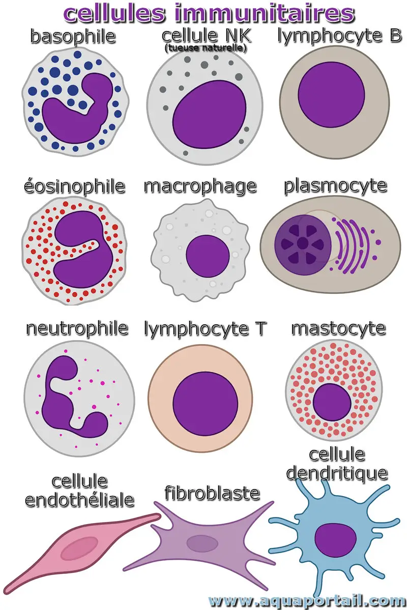 Cellule immunitaire