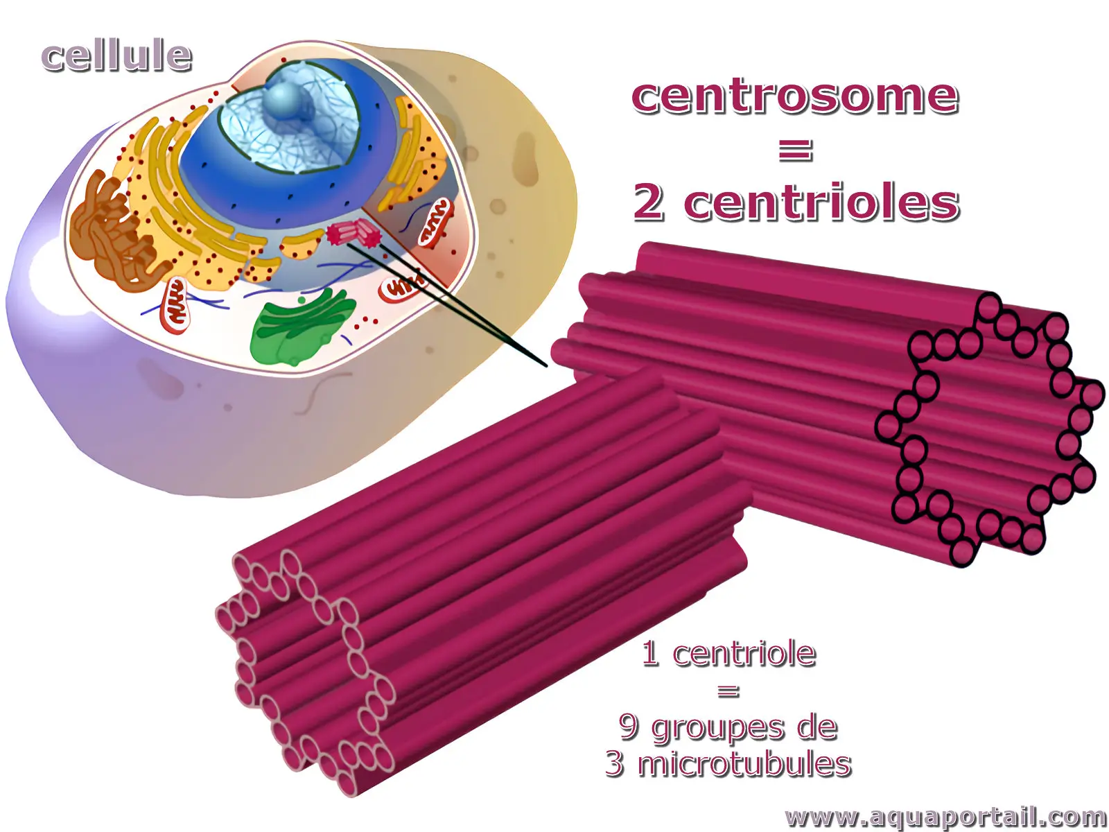 centriole