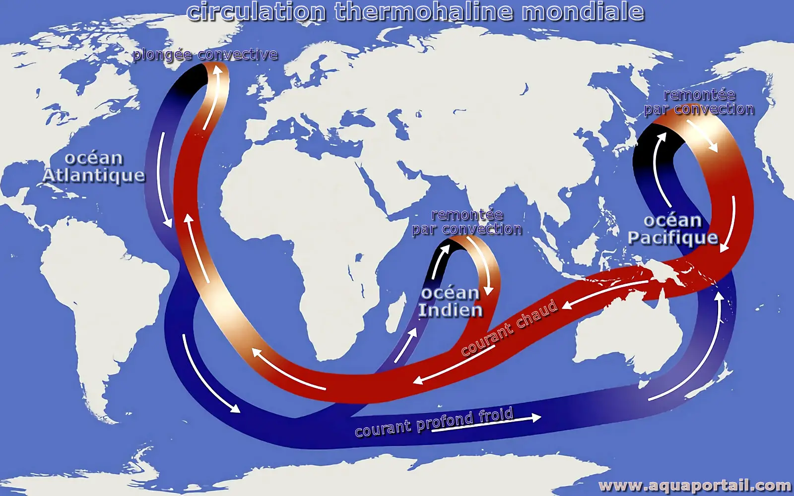 circulation thermohaline