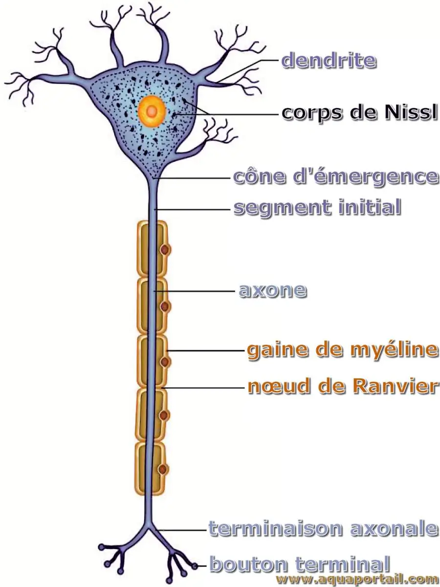Corps de Nissl (neurone)