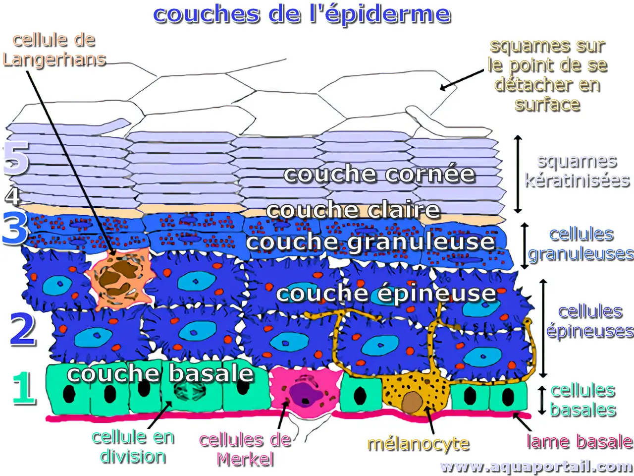 Couches de l'épiderme (strates)