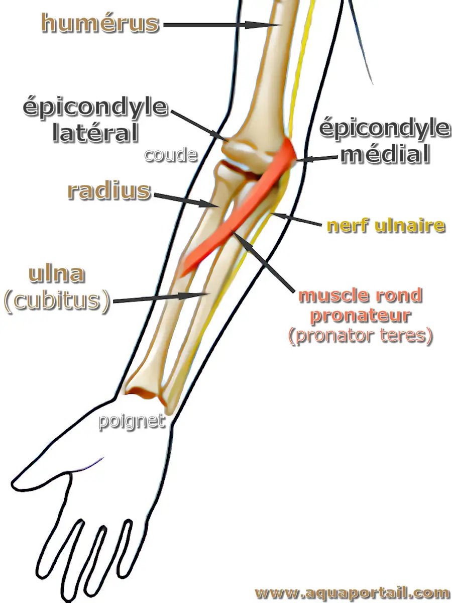 Épicondyle