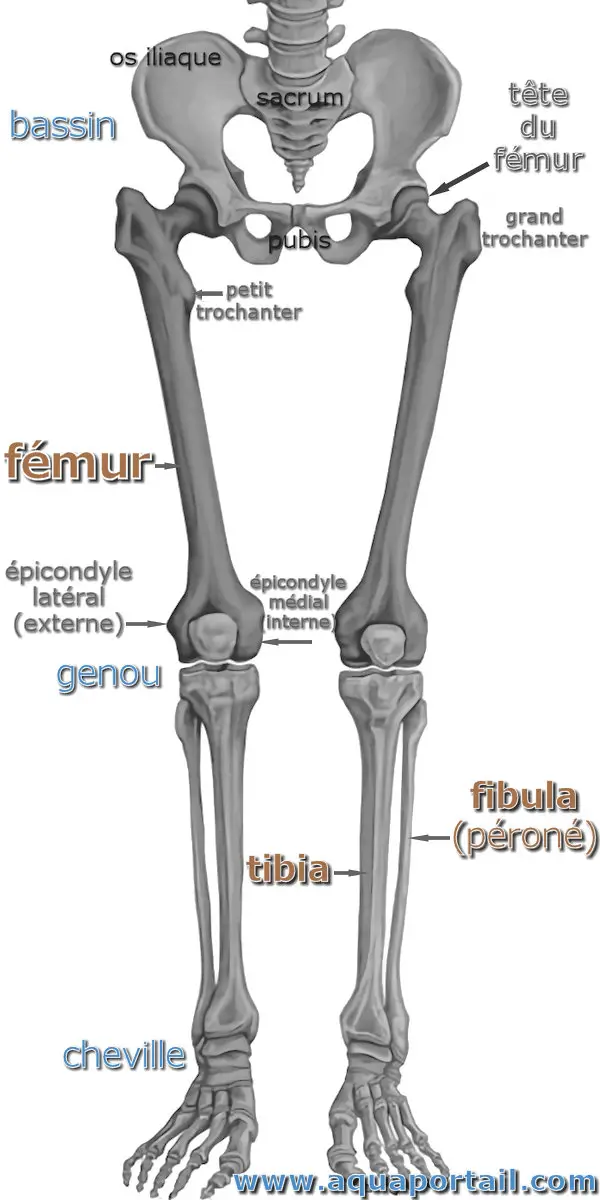 Le fémur