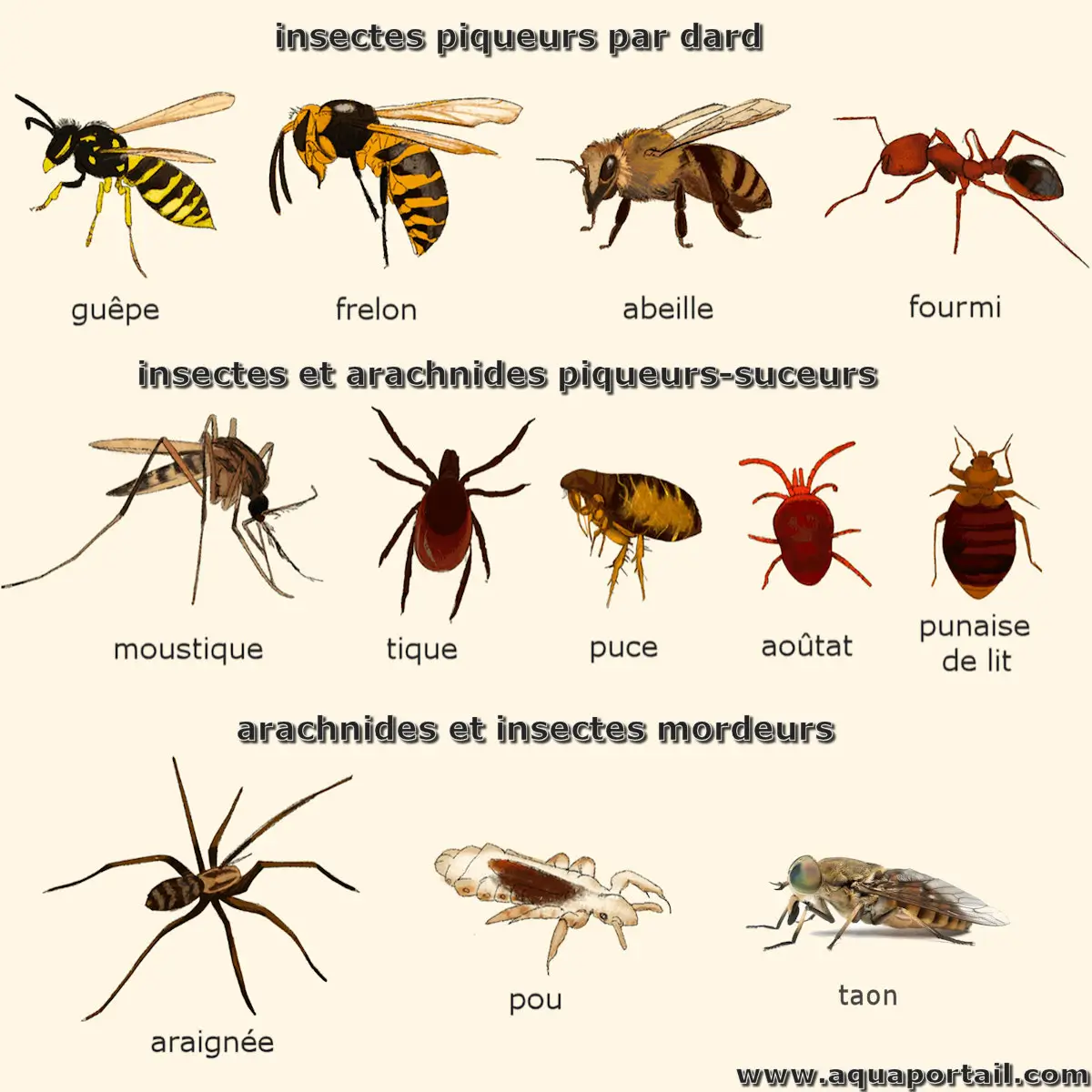 Insectes piqueurs, suceurs et mordeurs