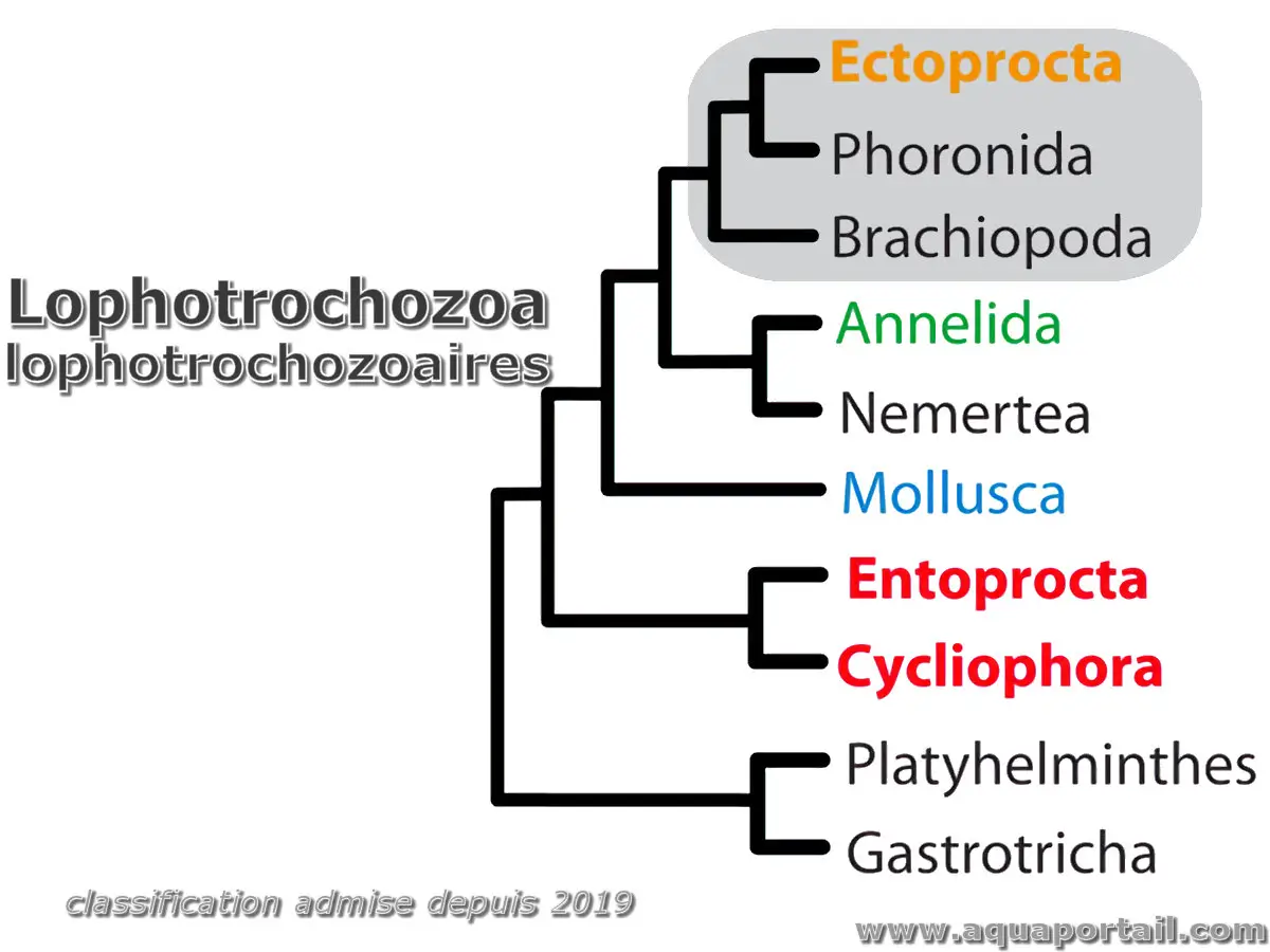 Lophotrochozoaires