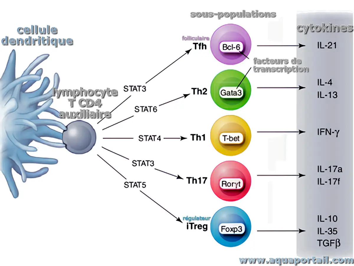 Lymphocyte T auxiliaire
