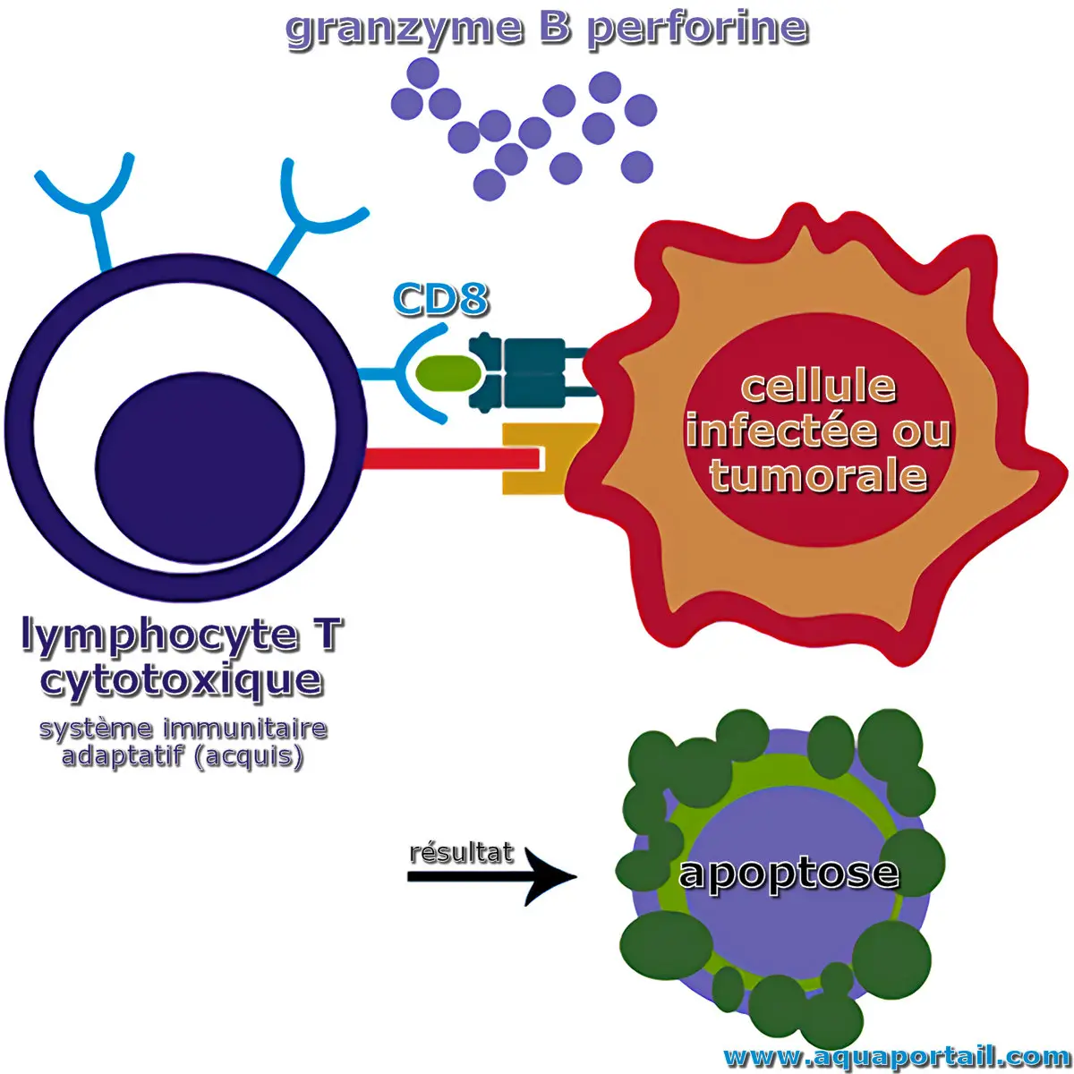 Lymphocyte T cytotoxique