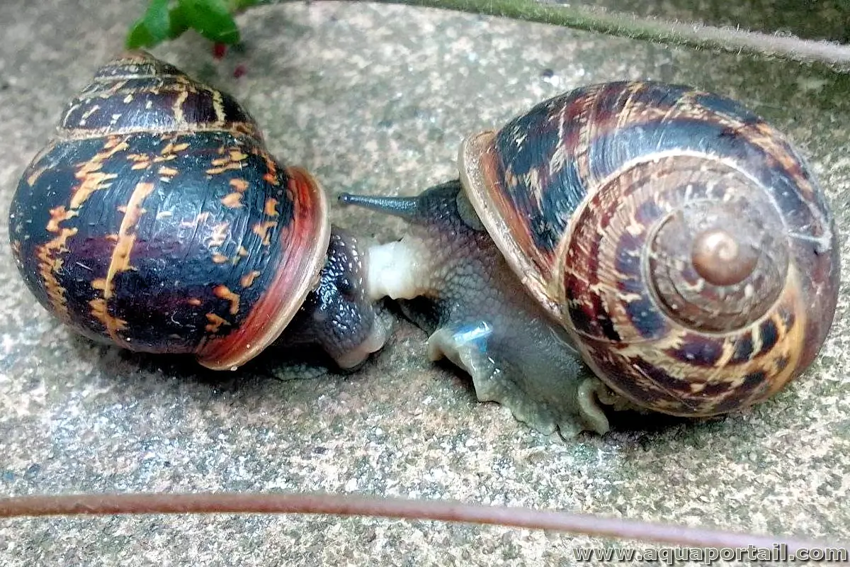 mollusque hermaphrodite