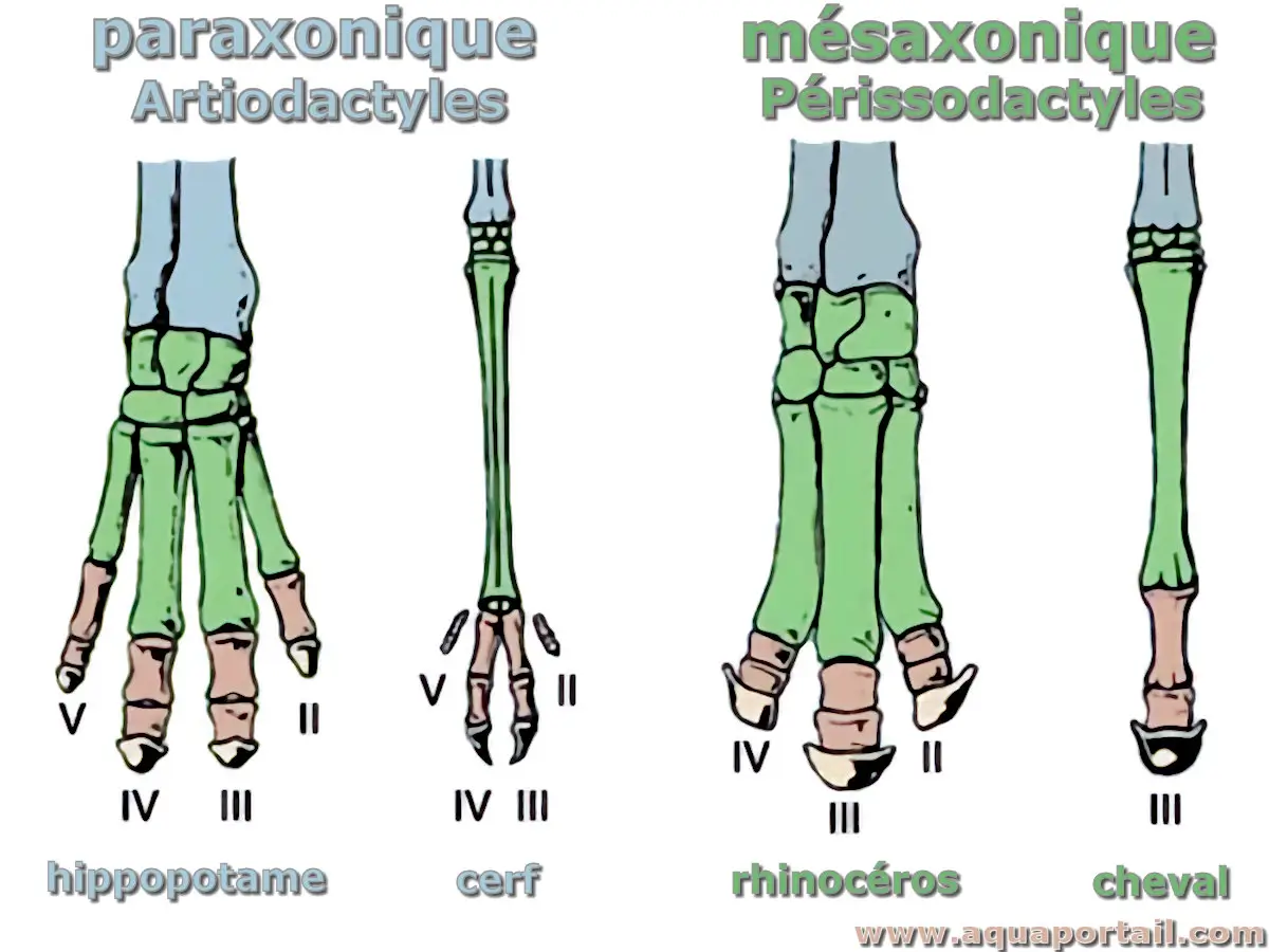 Paraxonique et mésaxonique