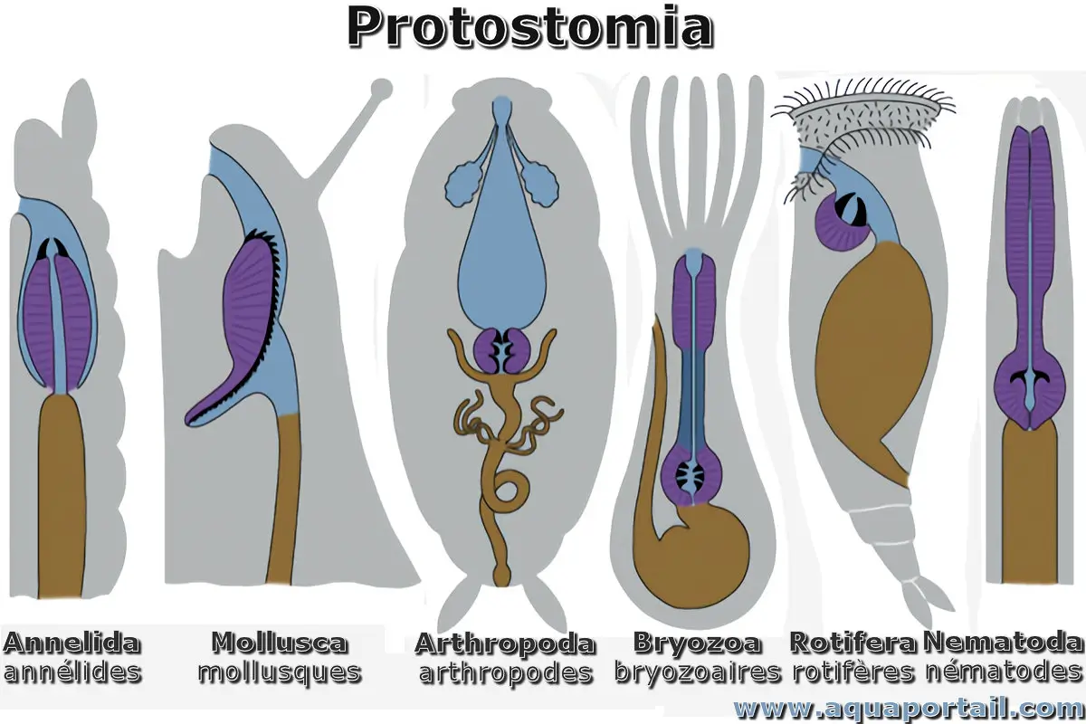 protostomien
