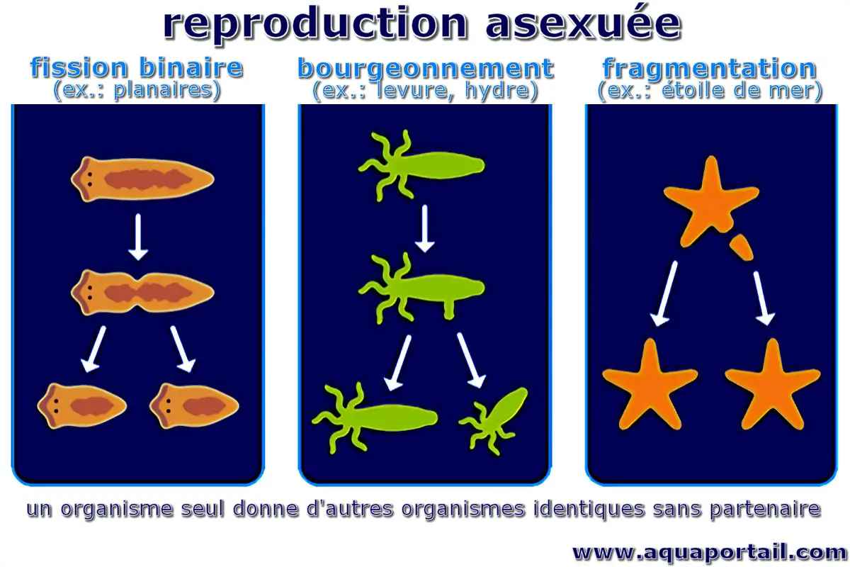 reproduction asexuée